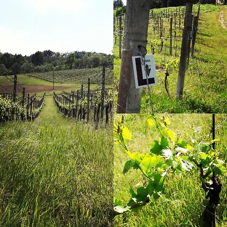 Il Sogno Juniorsuiten - Appart. Semesterbostad *